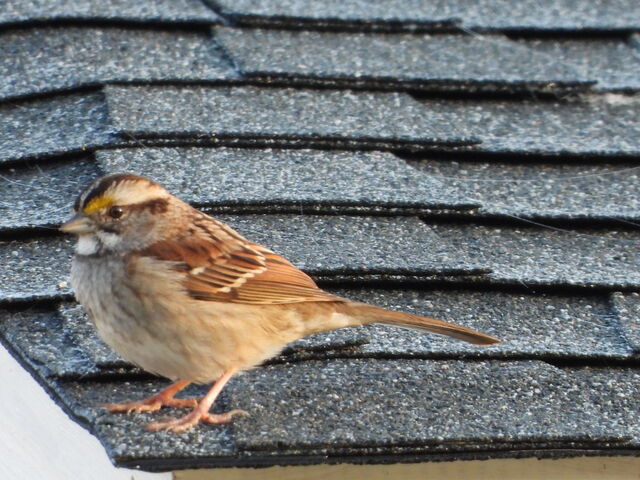 White-throated Sparrow