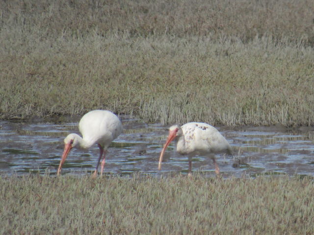 White Ibis