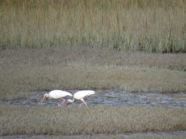 White Ibis