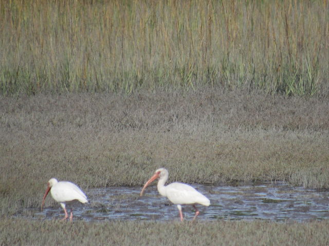 White Ibis