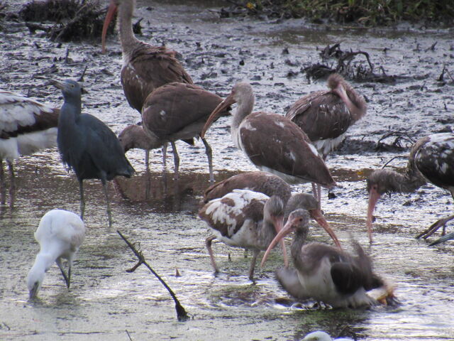 White Ibis