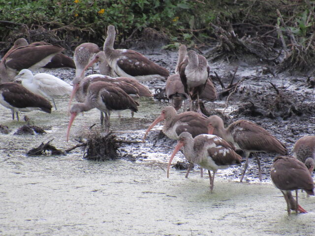 White Ibis