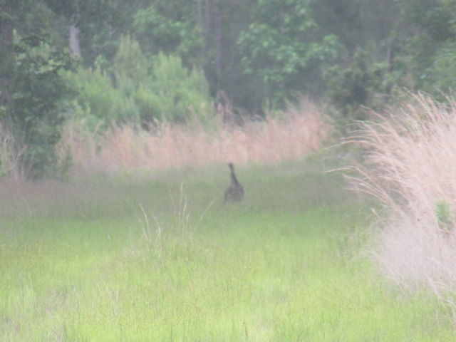 Wild Turkey