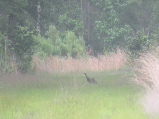 Wild Turkey