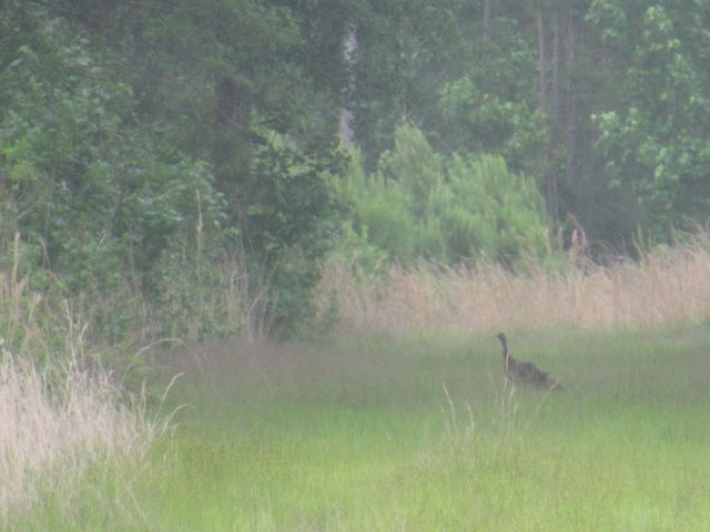 Wild Turkey