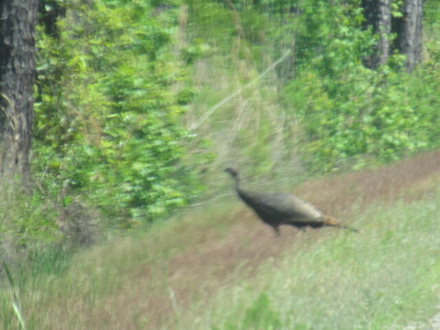 Wild Turkey