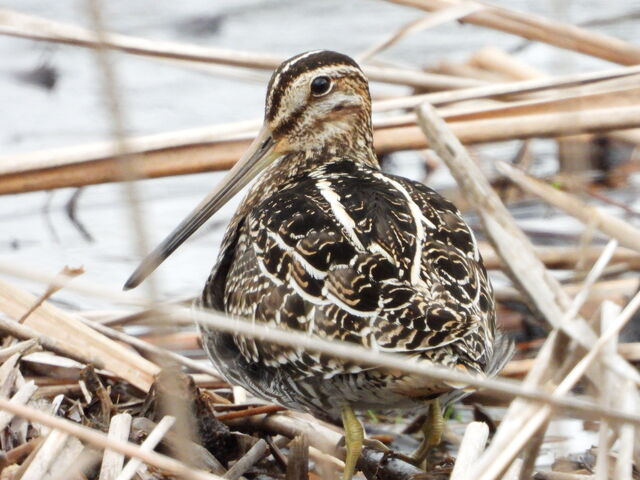 Wilson's Snipe