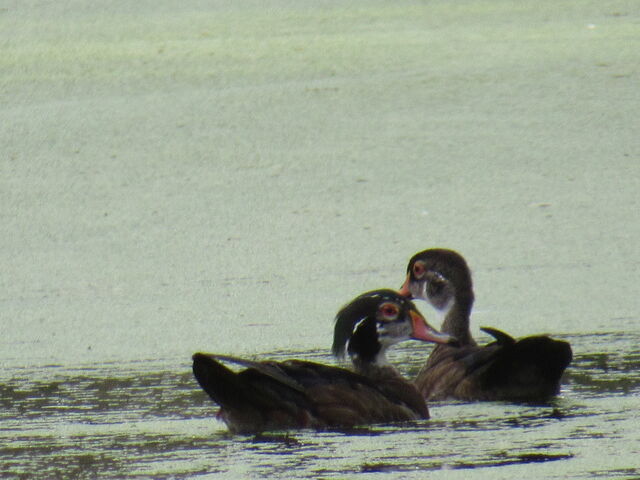 Wood Duck