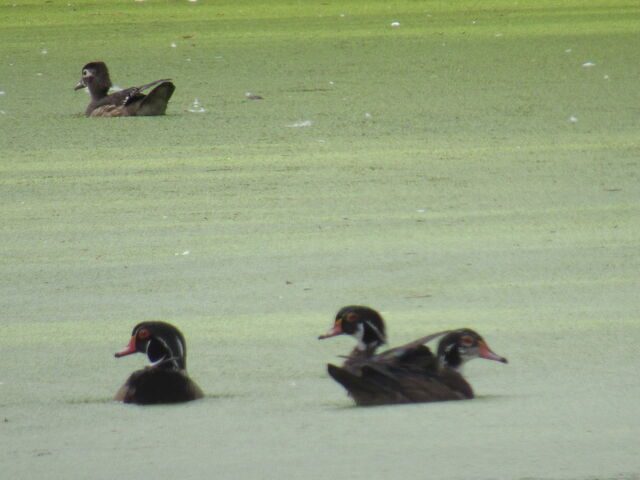 Wood Duck