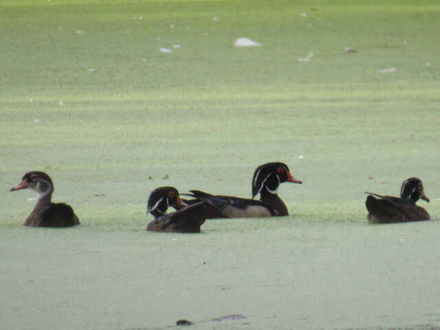 Wood Duck