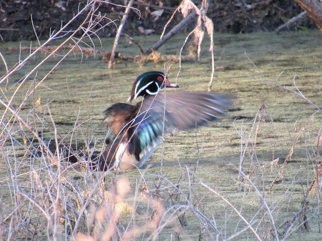 Wood Duck