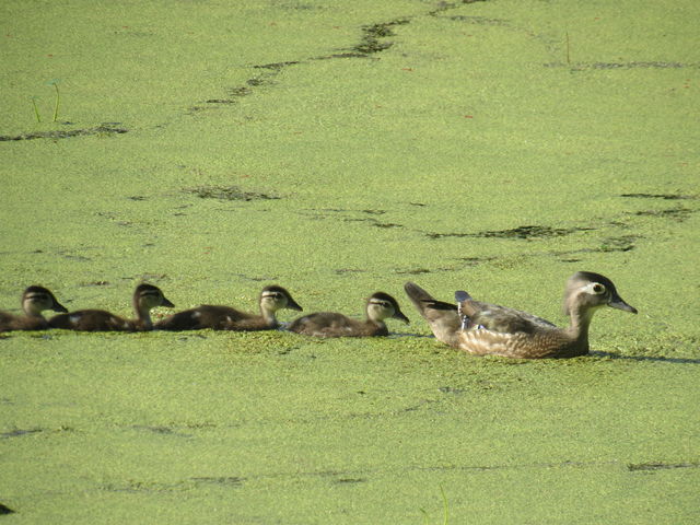 Wood Duck