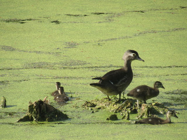 Wood Duck