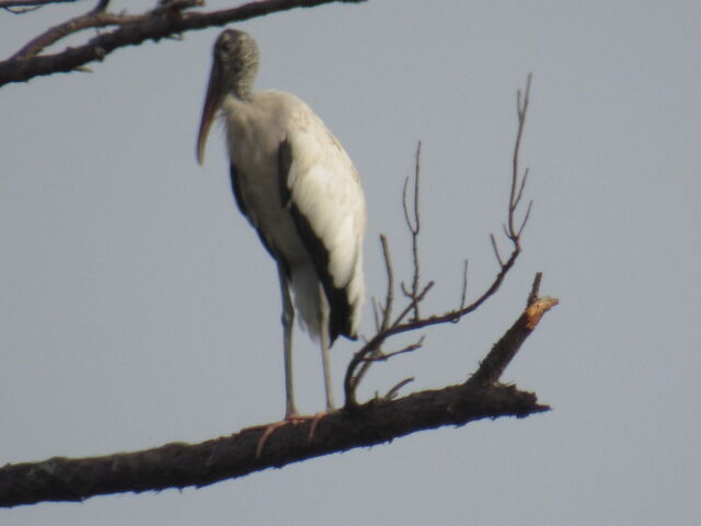 Wood Stork