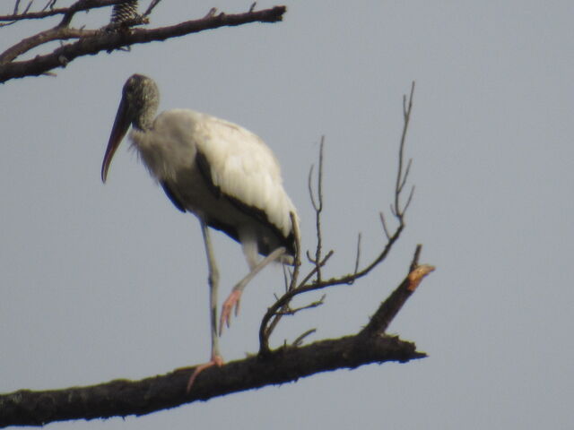 Wood Stork