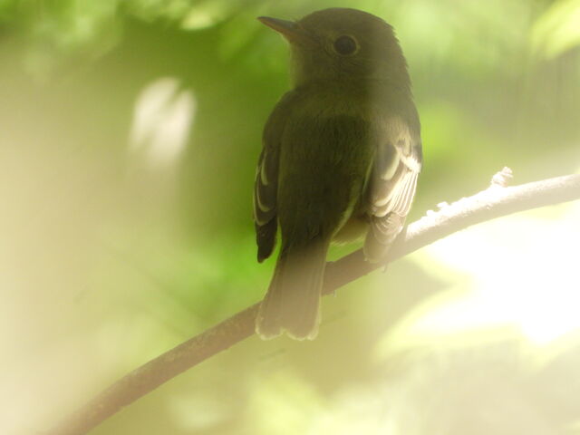 Yellow-bellied Flycatcher