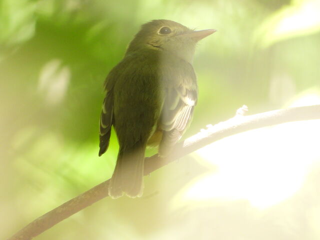 Yellow-bellied Flycatcher