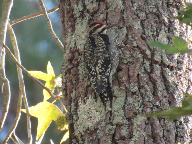 Yellow-bellied Sapsucker