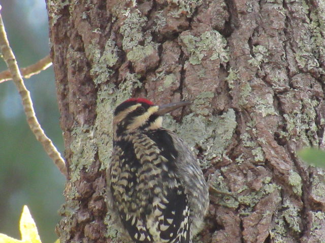 Yellow-bellied Sapsucker