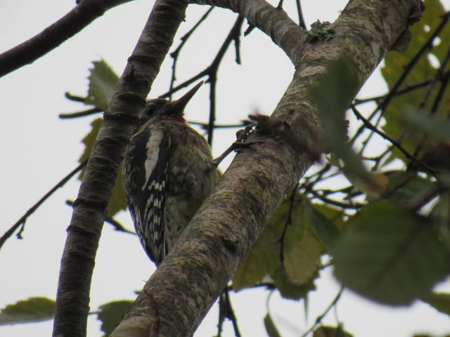 Yellow-bellied Sapsucker