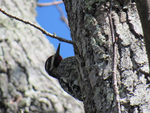 Yellow-bellied Sapsucker