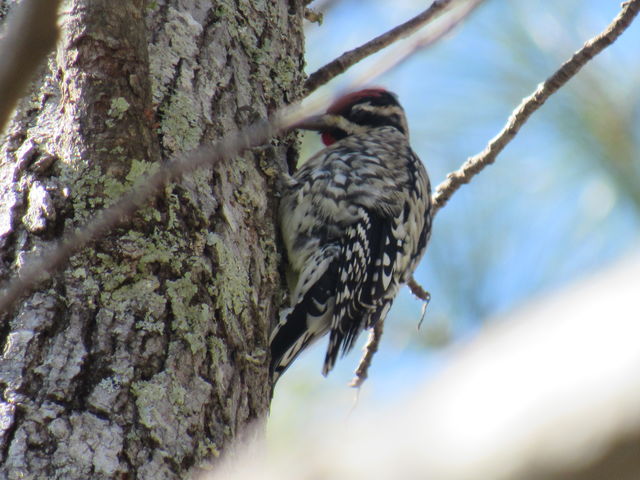 Yellow-bellied Sapsucker