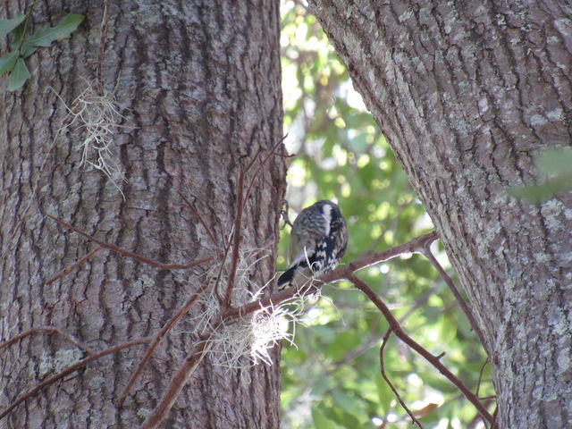 Yellow-bellied Sapsucker