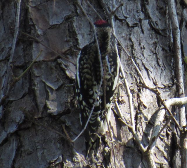 Yellow-bellied Sapsucker