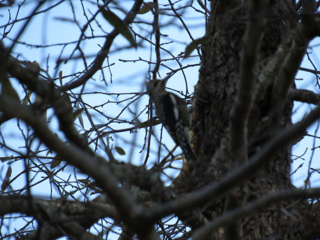 Yellow-bellied Sapsucker