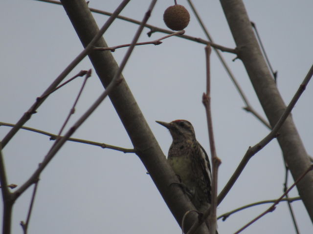 Yellow-bellied Sapsucker