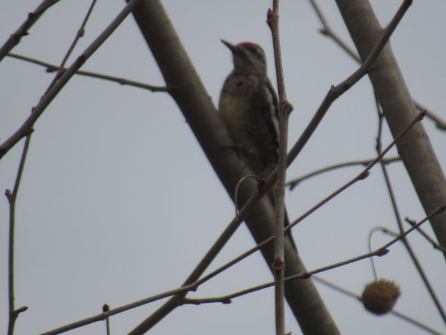 Yellow-bellied Sapsucker