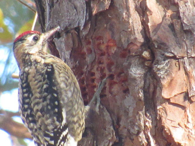 Yellow-bellied Sapsucker