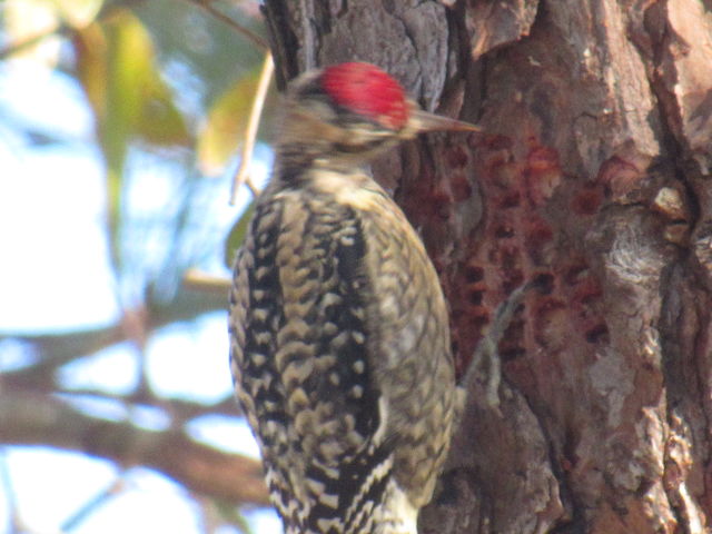 Yellow-bellied Sapsucker
