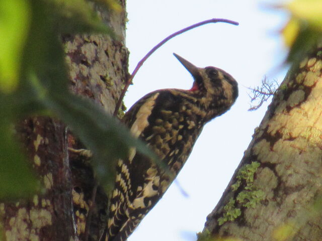 Yellow-bellied Sapsucker