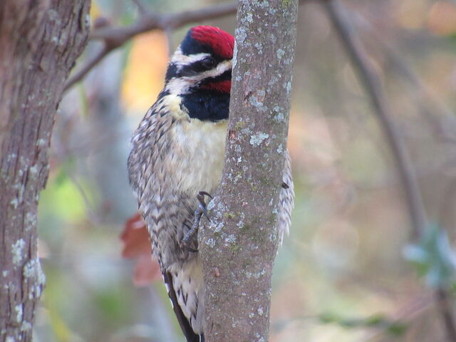Yellow-bellied Sapsucker