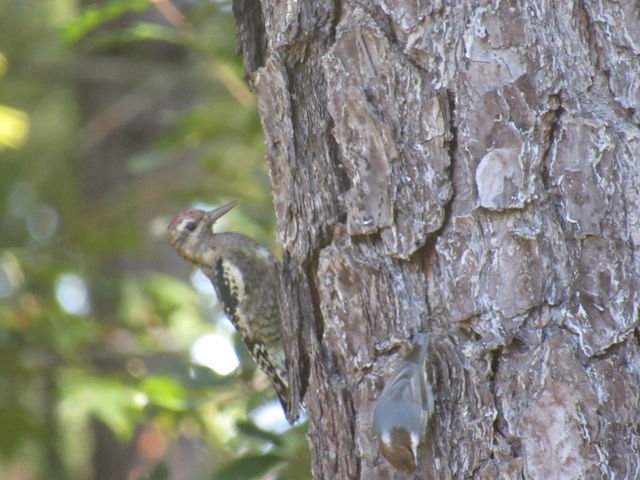 Yellow-bellied Sapsucker