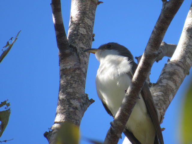 Yellow-billed Cuckoo