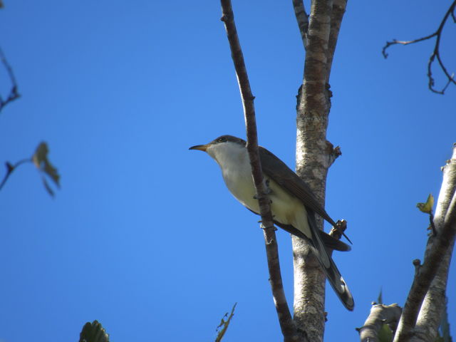 Yellow-billed Cuckoo