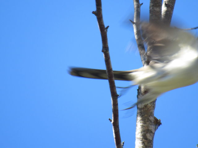 Yellow-billed Cuckoo