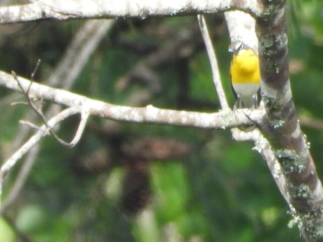 Yellow-breasted Chat