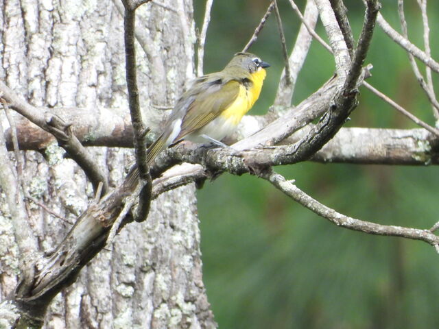 Yellow-breasted Chat