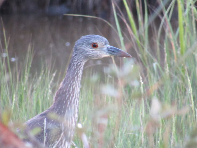 Yellow-crowned Night-Heron