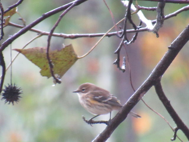 Yellow-rumped Warbler