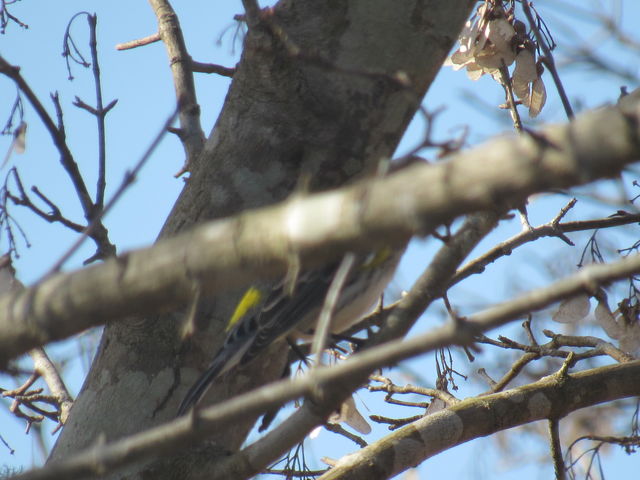 Yellow-rumped Warbler