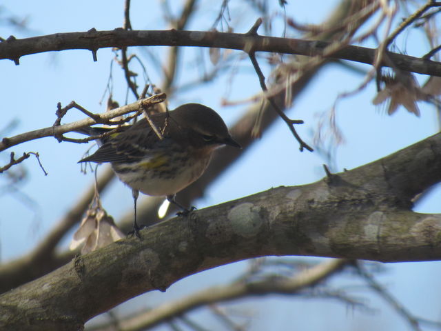 Yellow-rumped Warbler