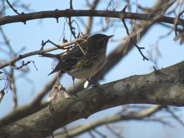 Yellow-rumped Warbler