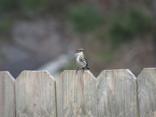 Yellow-rumped Warbler