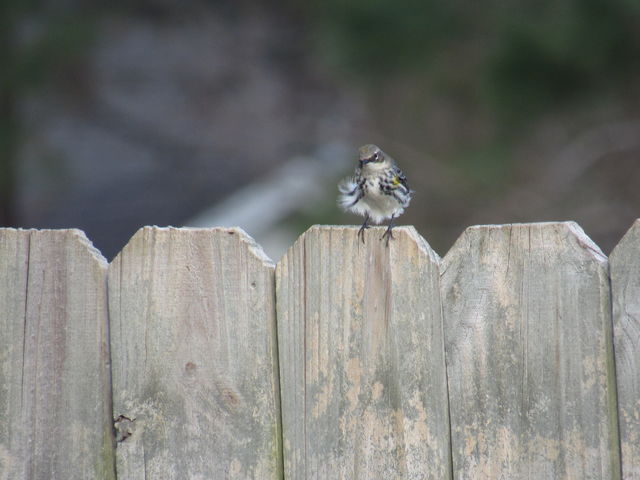 Yellow-rumped Warbler