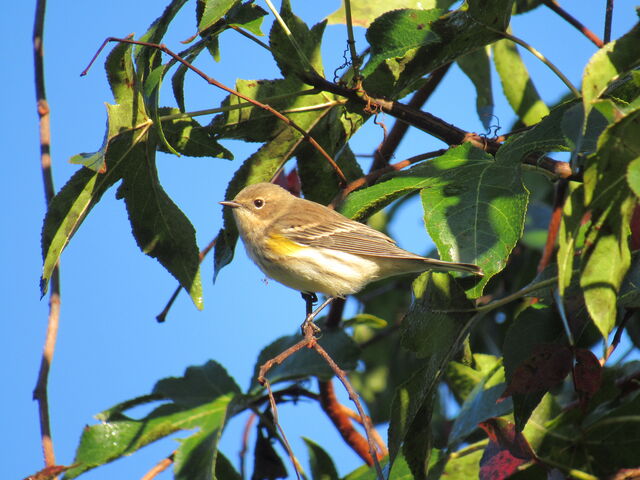 Yellow-rumped Warbler