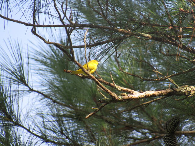 Yellow Warbler